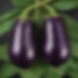 eggplant png