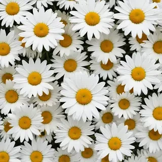 daisy wallpaper for desktop