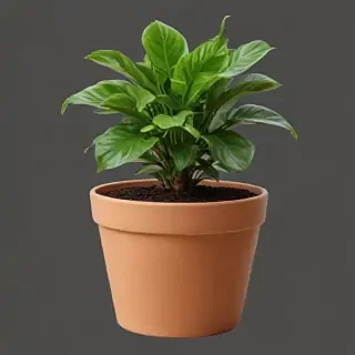 potted plant png