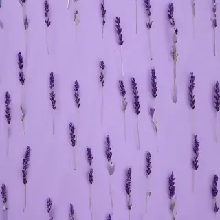 lavender background