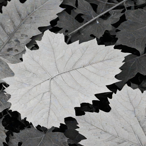 leaf white and black