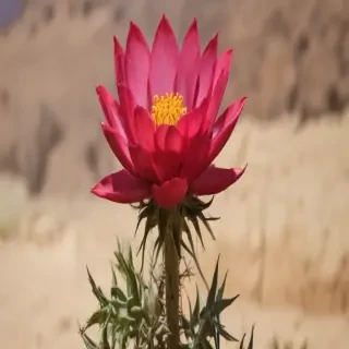 desert flower