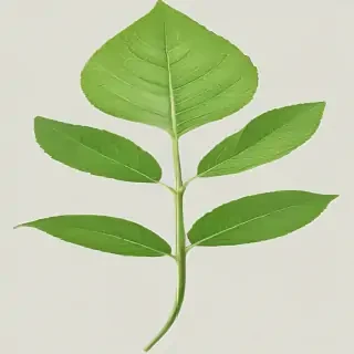 green leaf png