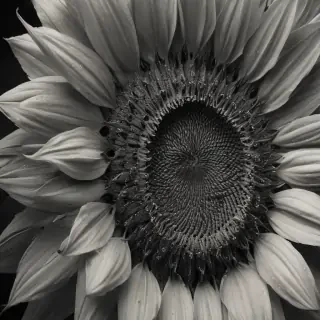 sunflower outline