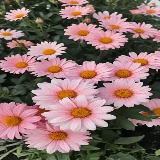 flowers aesthetic
