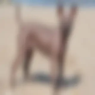 american hairless terrier