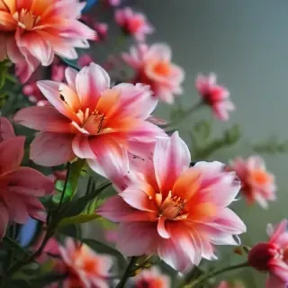 full screen flower wallpaper hd