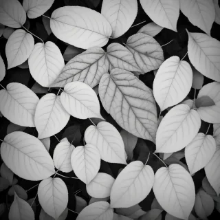 black and white leaves