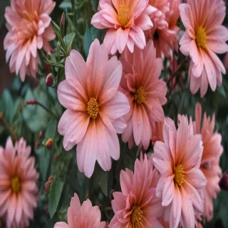iphone wallpaper nature flowers