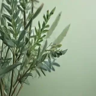 sage green backround