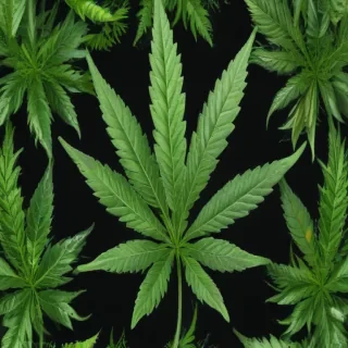 marijuana leaf transparent background