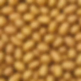 potato png