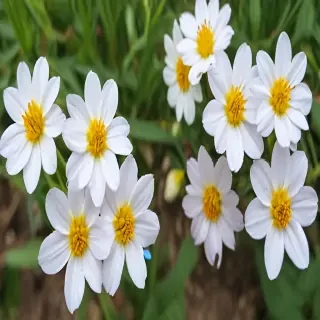 spring flowers