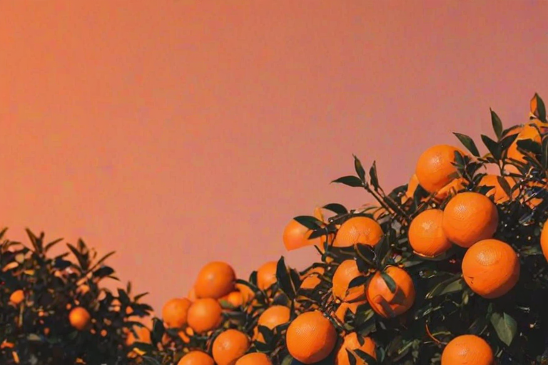 aesthetic wallpaper orange