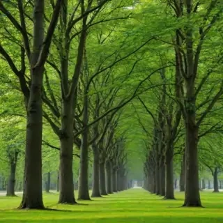 background trees