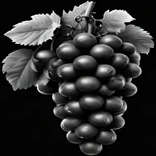 grapes clipart black and white