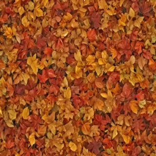 fall leaves