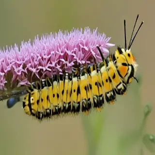 caterpillar to butterfly