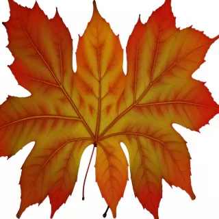 fall leaves png transparent
