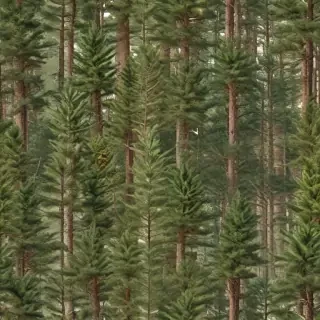 pine trees transparent background