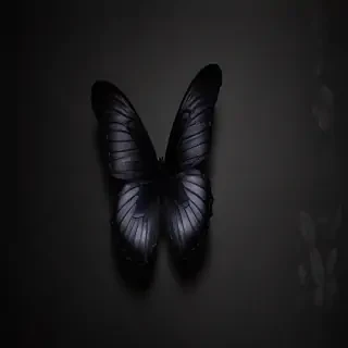 black butterfly wallpaper