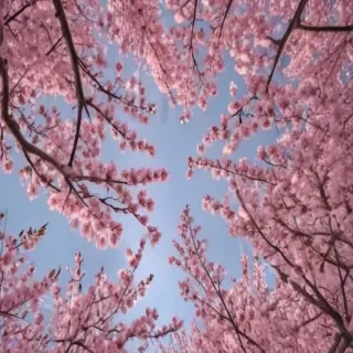 cherry blossom backround