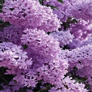 aesthetic lilac wallpaper