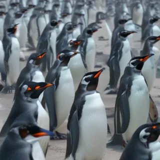 penguins background