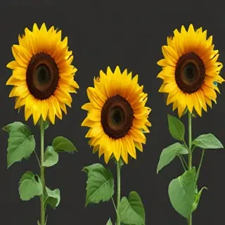 sunflowers png