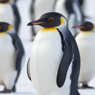 penguin backgrounds