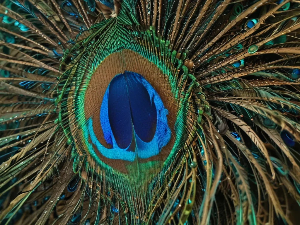 peacock feather images