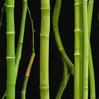 bamboo png
