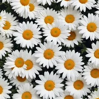 iphone daisy wallpaper