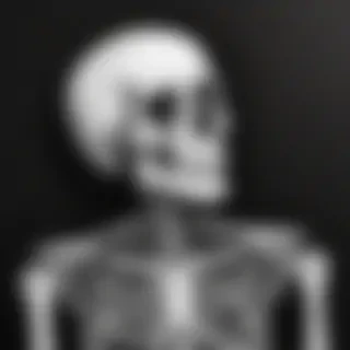 creative skeleton drawings