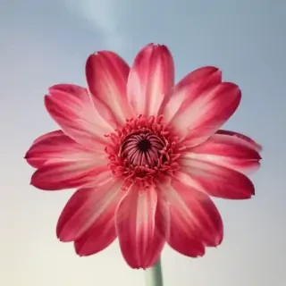 flower no background