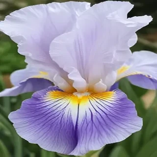 iris flower