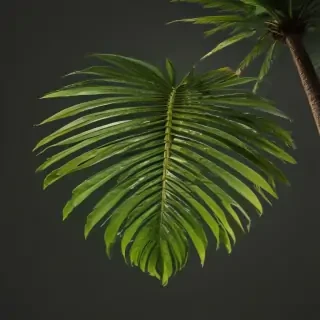 palm tree leaf png