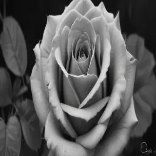 rose drawing black and white