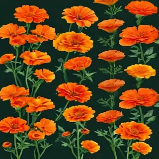 marigold png