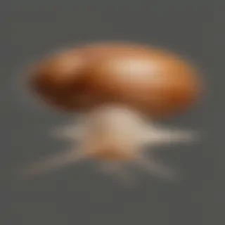 snail png