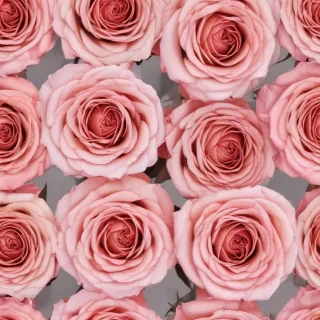 aesthetic rose background