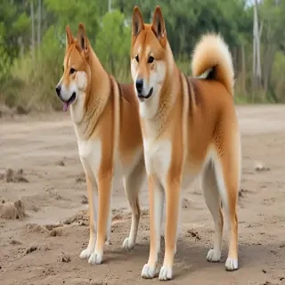 shikoku dog breed