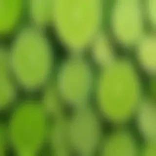 lime green background