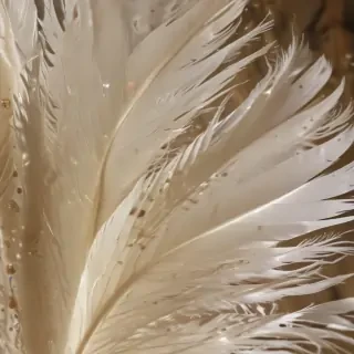 feather background