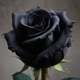 black rose photo