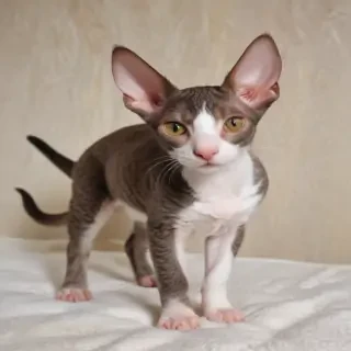 cornish rex cat breed