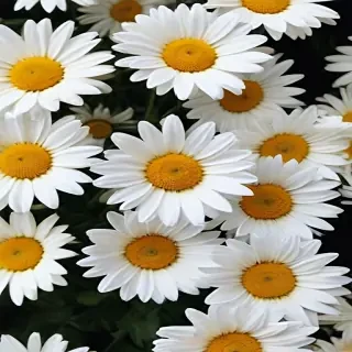 aesthetic daisy wallpaper