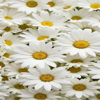 white flowers wallpaper iphone