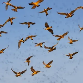 png birds flying