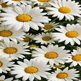 daisy background